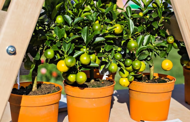  Organic citrus tree fertilizer for pots - boost growth and yield
