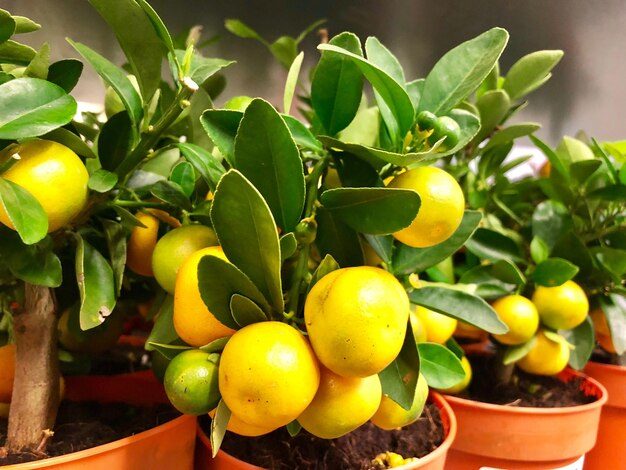  Pot-grown citrus trees thrive with the right fertilizer - find out more

