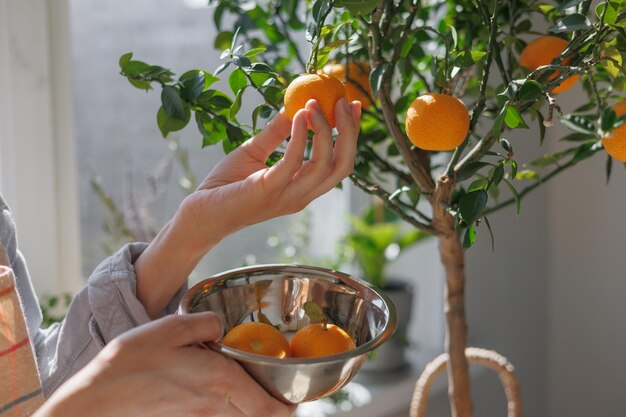  Maximize your citrus tree's potential with the best fertilizer for pots